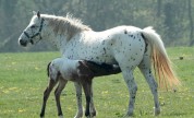 Our Brood Mares