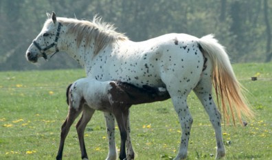 Our Brood Mares